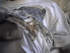 Michele-Wirth-1n.gif