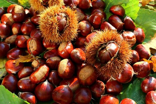 chestnuts1.jpeg