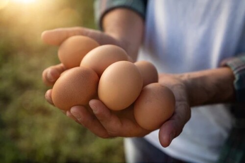 OrganicBrown EggsinHyderabad
