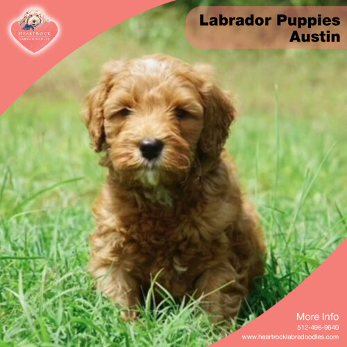 Labrador-Puppies-Austin.jpeg