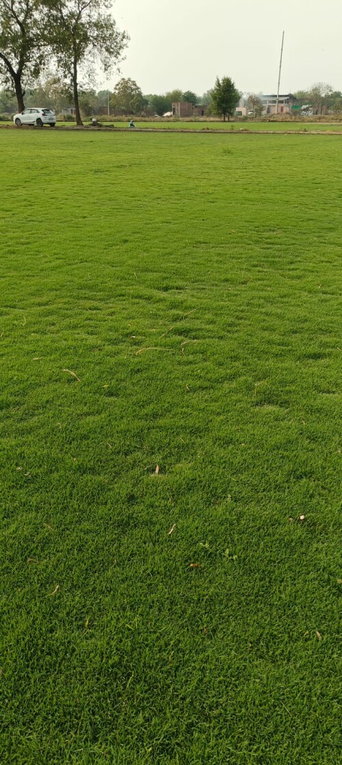 Nilgiri-Grass.jpeg