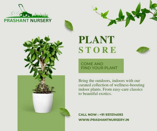 Plant-Store---Prashant-Nursery.jpeg