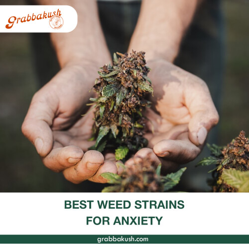 Best Weed Strains For Anxiety