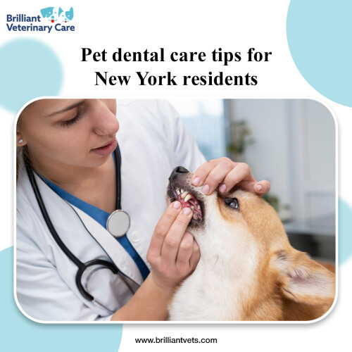 Pet-Dental-care-tips-for-New-York-residents.jpeg