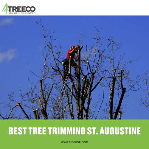 BEST-TREE-TRIMMING-ST-AUGUSTINE.jpeg